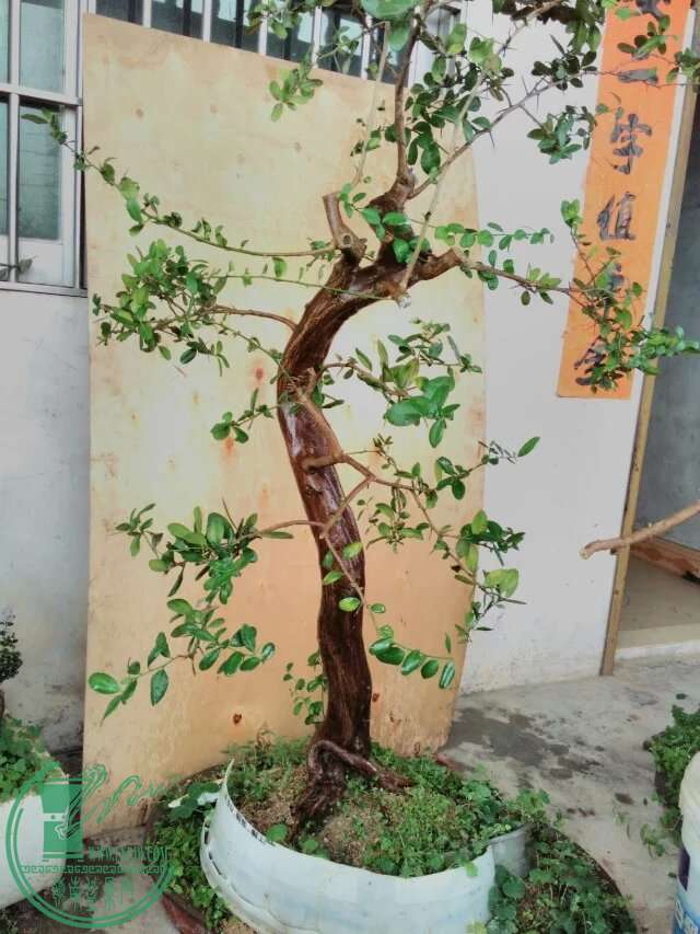 164.jpg