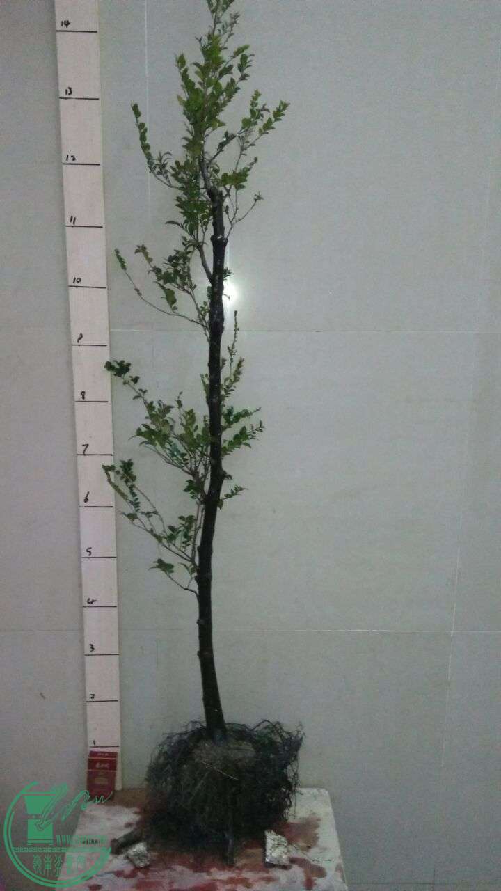 QQͼƬ20160304104951.jpg