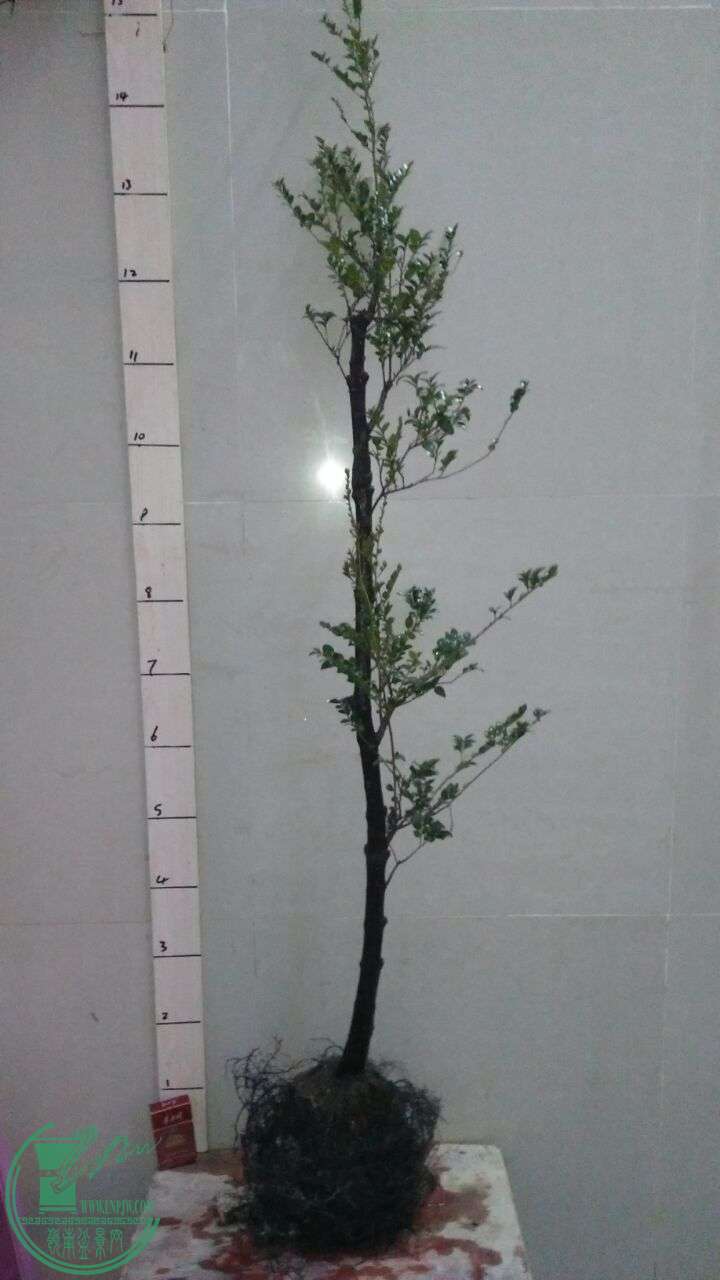 QQͼƬ20160304104939.jpg