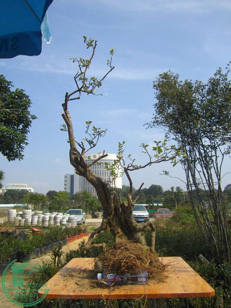 IMG_4632.JPG
