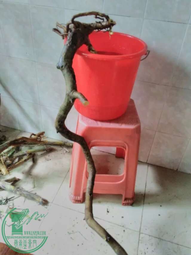 psb85.jpeg