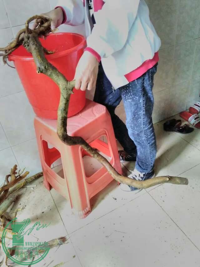 psb81.jpeg