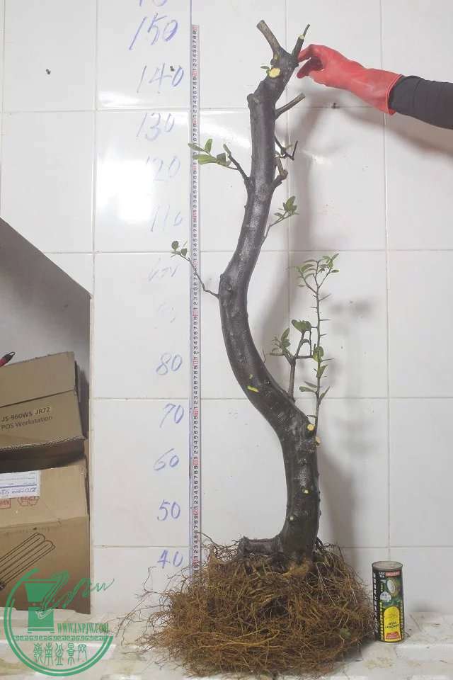 psb (28).jpg