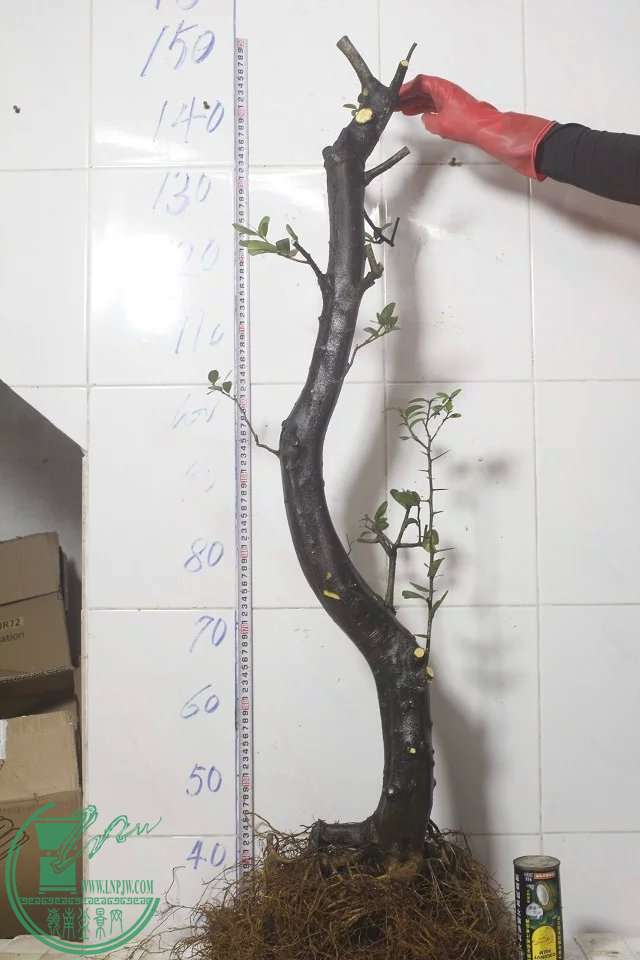 psb (30).jpg