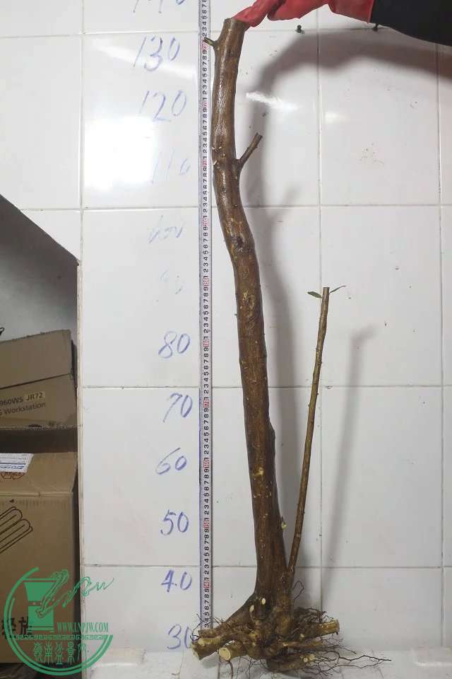 psb (2).jpg