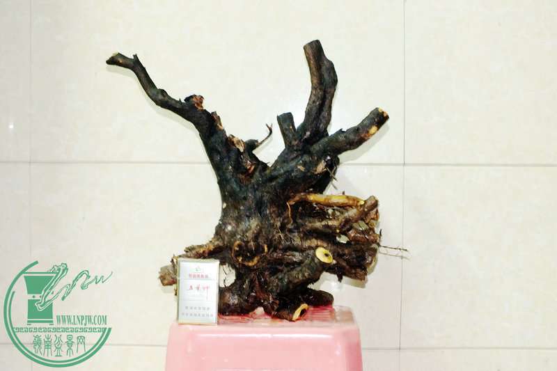 DSCF2703.JPG