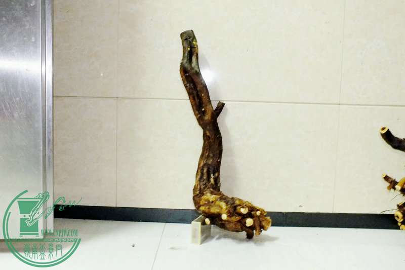 DSCF2707.JPG