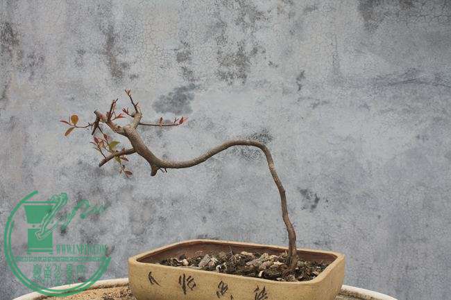 Ƭ20131026ۺ 877.jpg