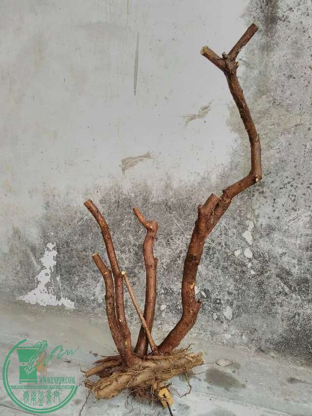 psb 62.jpg