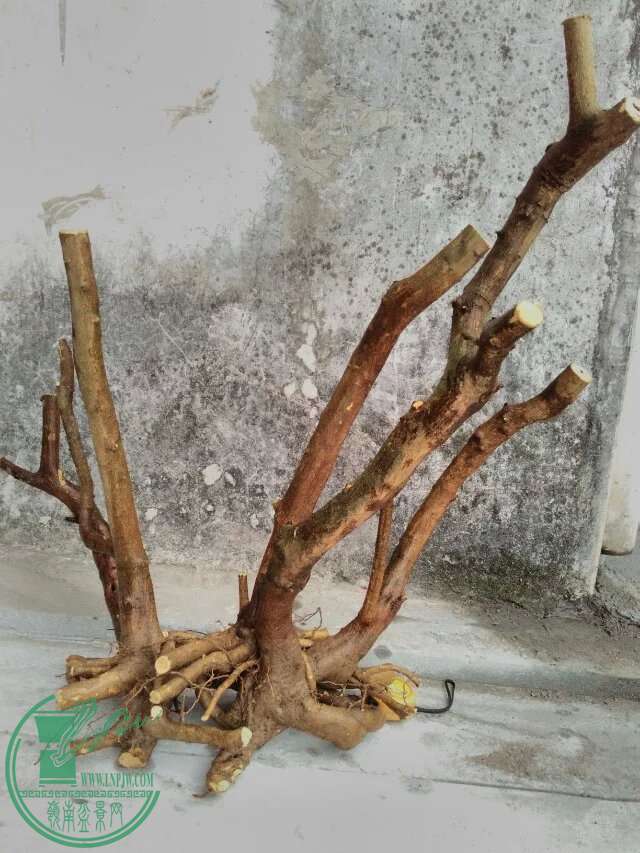 psb 51.jpg