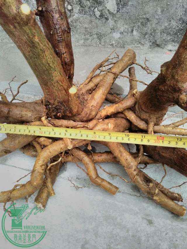 psb 52.jpg