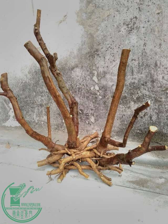 psb 53.jpg