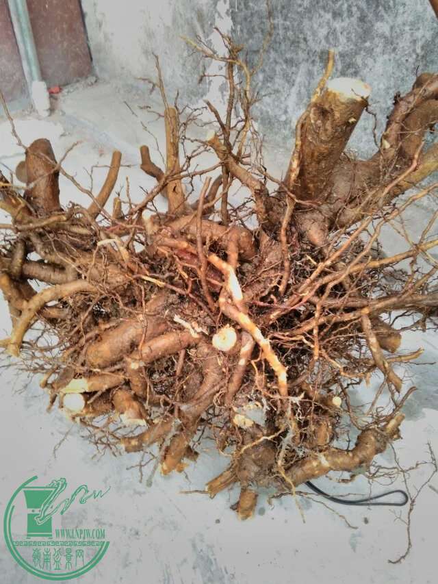 psb 56.jpg
