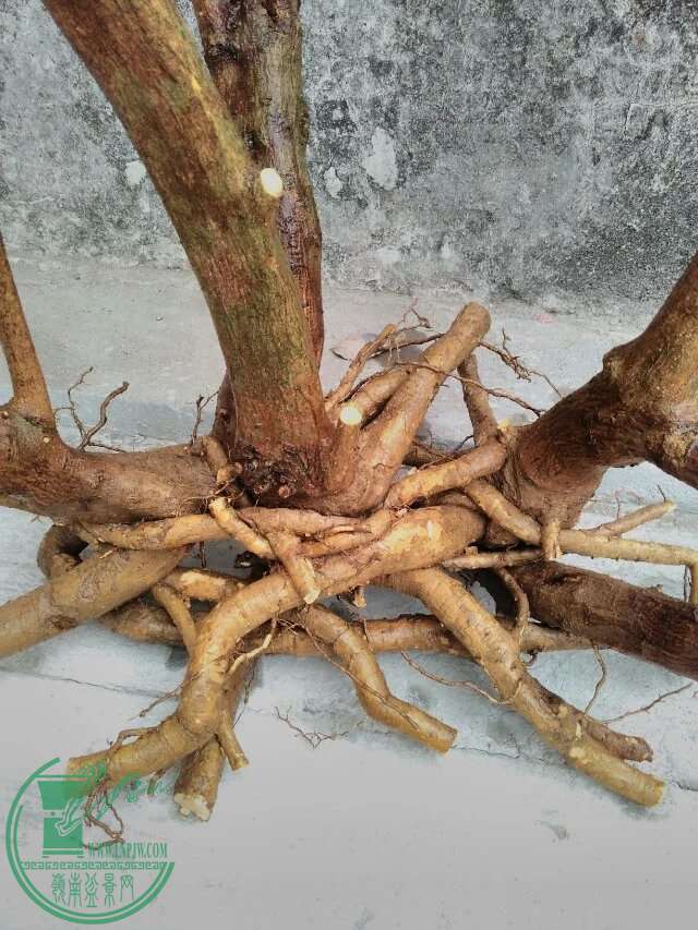 psb53.jpg