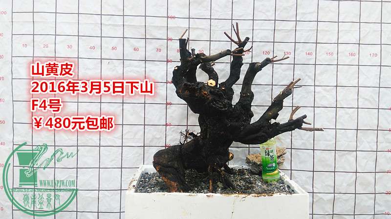 IMG_20160305_144250_.jpg