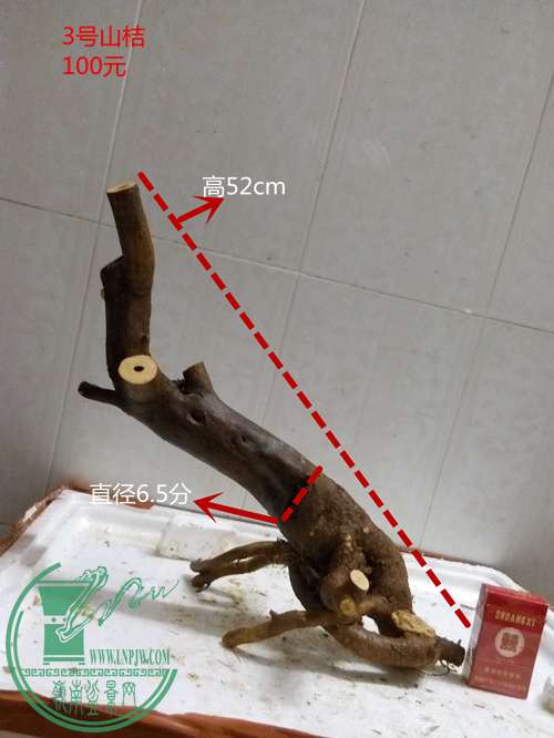 P60305-202911_.jpg
