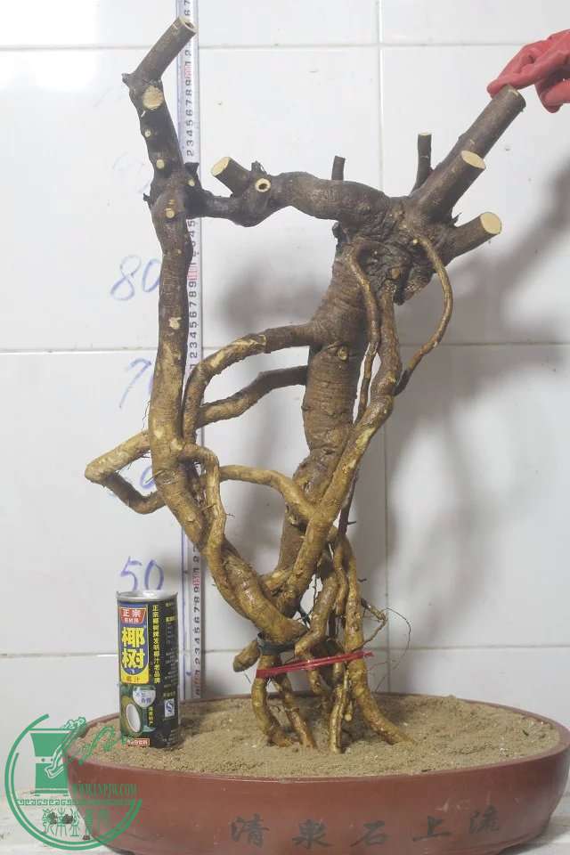 psb (35).jpg