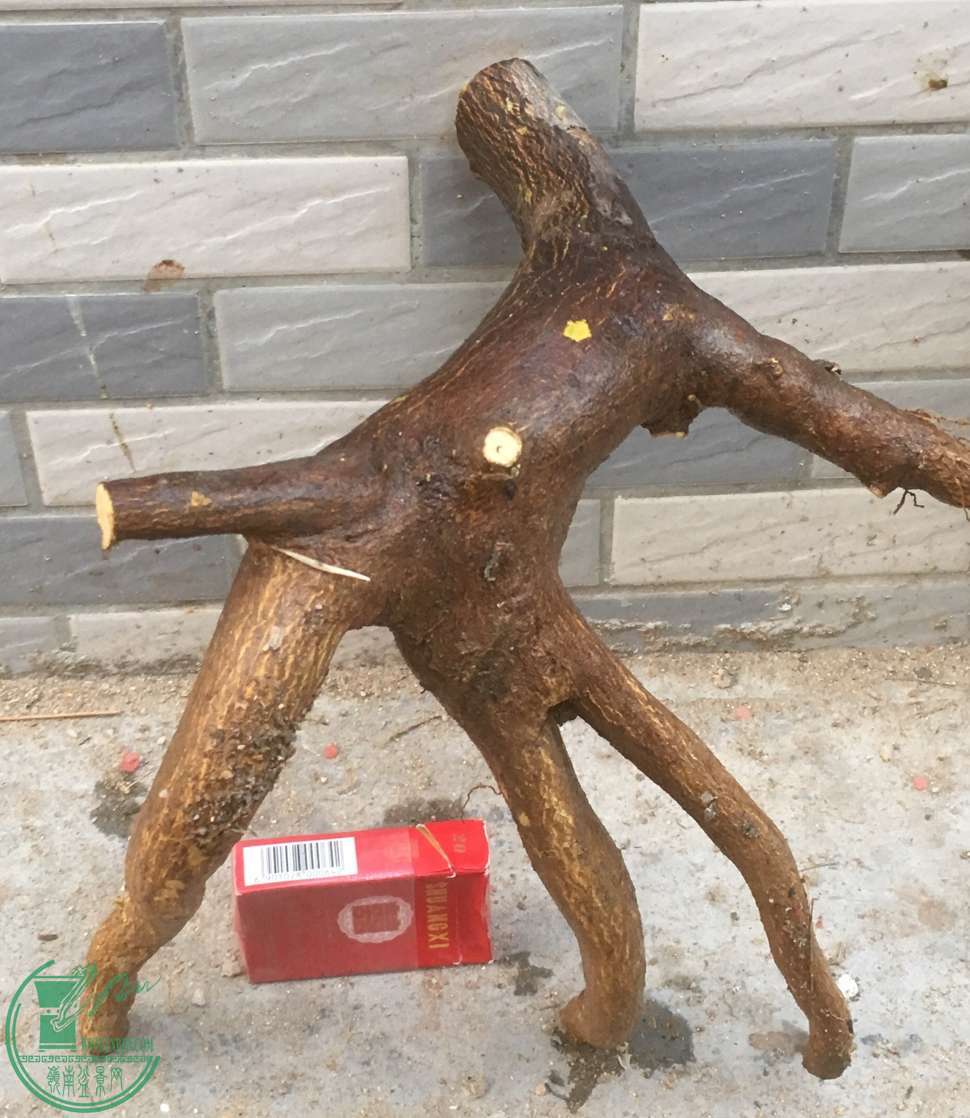image.jpeg