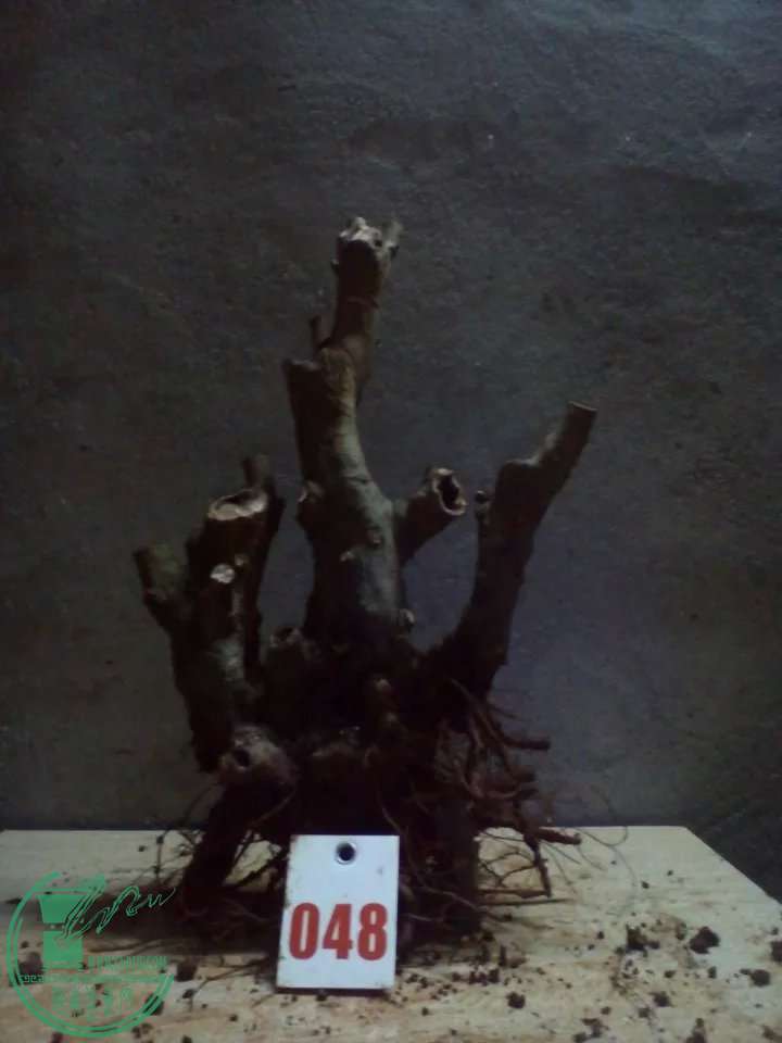 psb (63).jpg