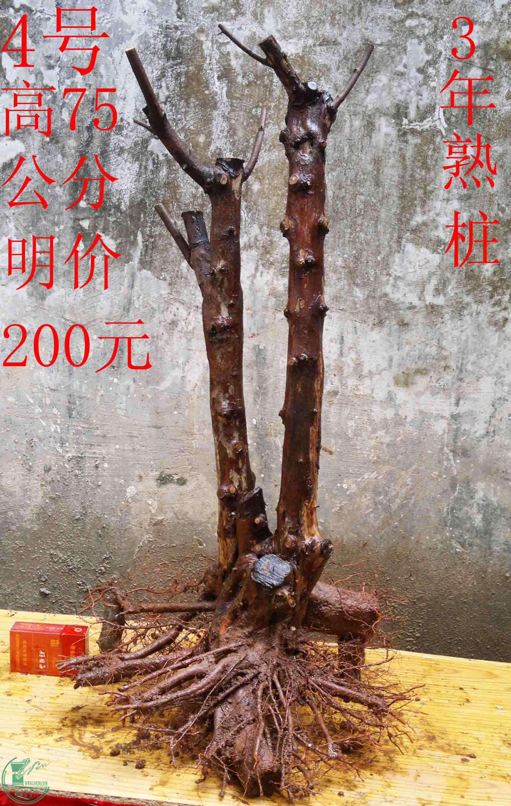 2016030711942.jpg