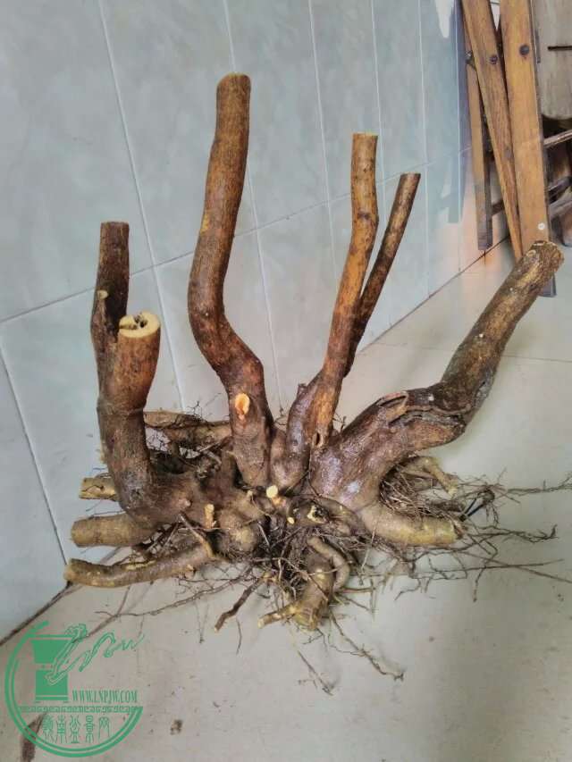 psb85.jpg