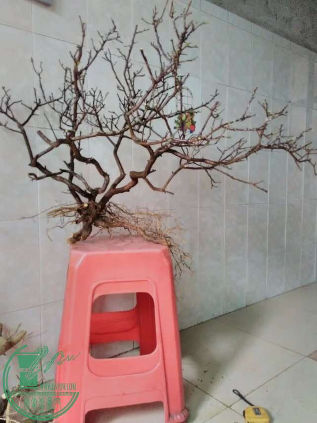 psb98.jpg