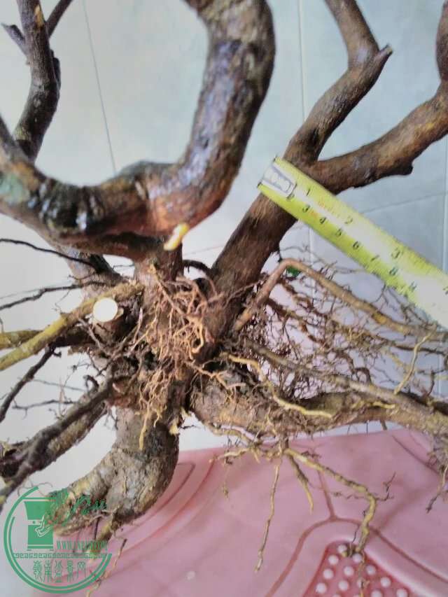 psb91.jpg