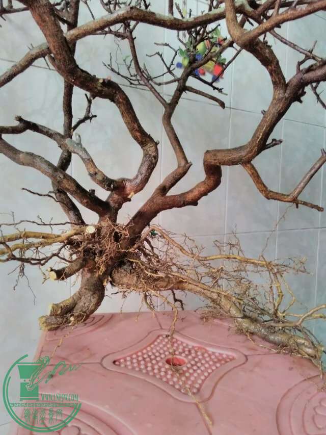 psb93.jpg