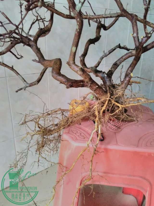 psb94.jpg