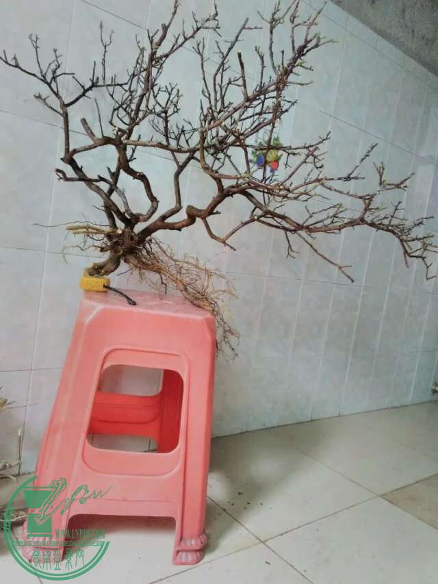 psb97.jpg