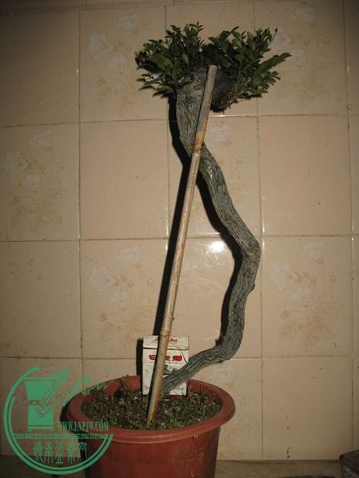 010.JPG