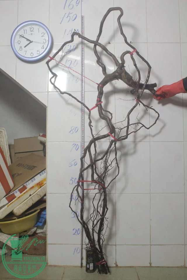 psb (2).jpg