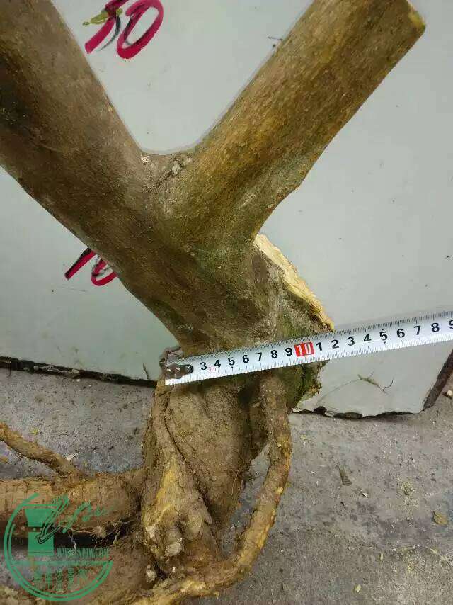 mmexport1457435972837.jpg