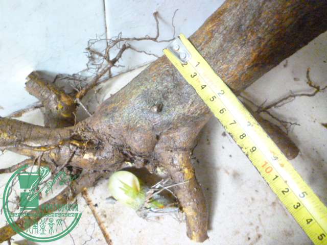 P1160402.JPG