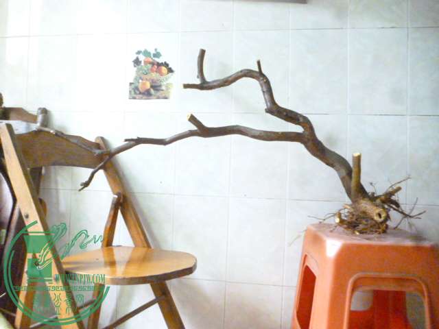 P1160394.JPG