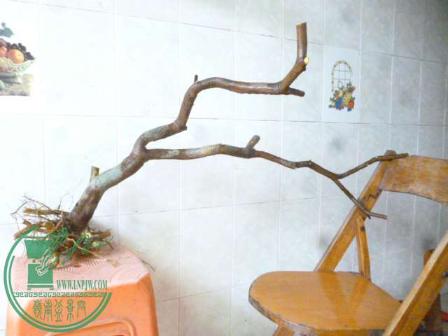 P1160390.JPG