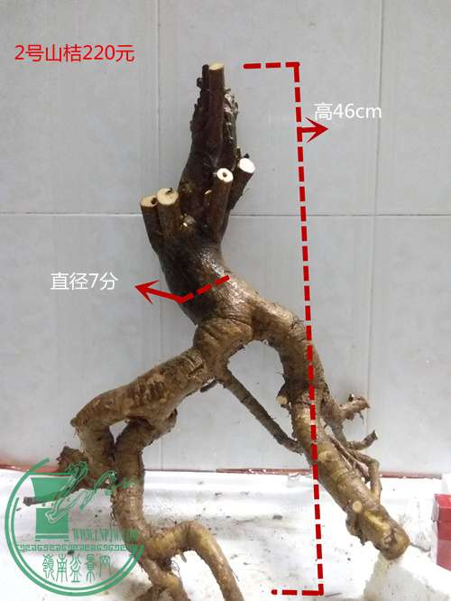 P60309-202454_.jpg