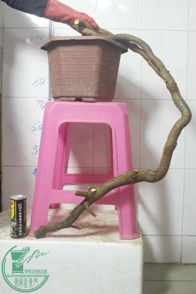 psb (8).jpg