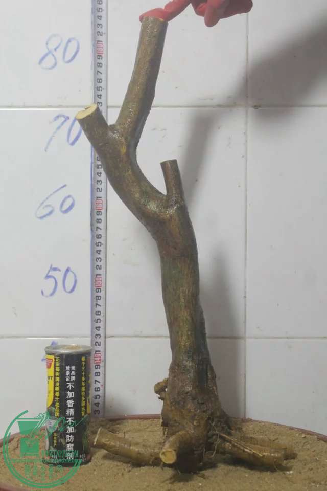 psb (30).jpg