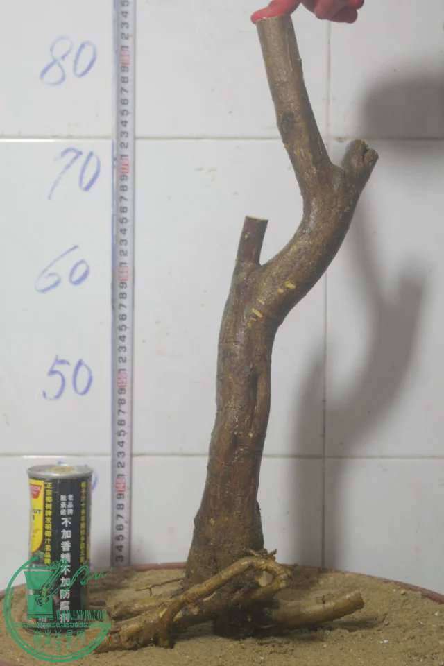 psb (31).jpg