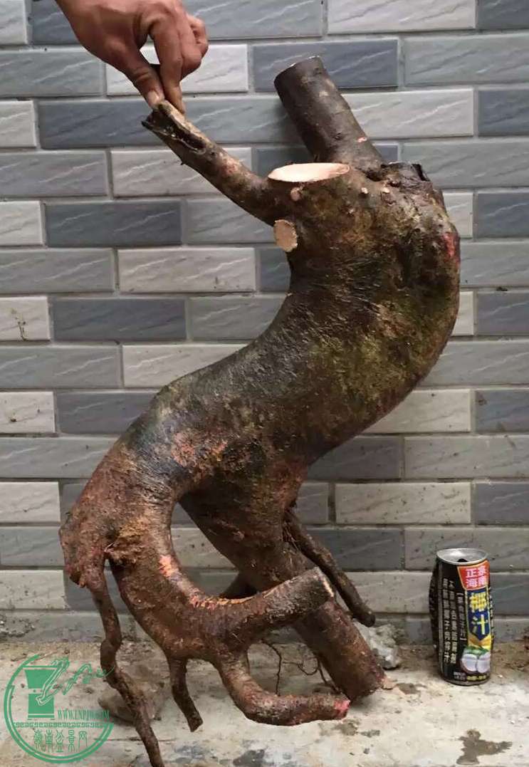 image.jpeg