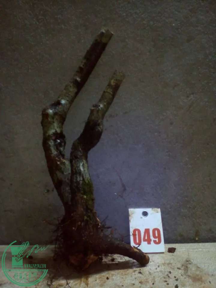 psb (58).jpg