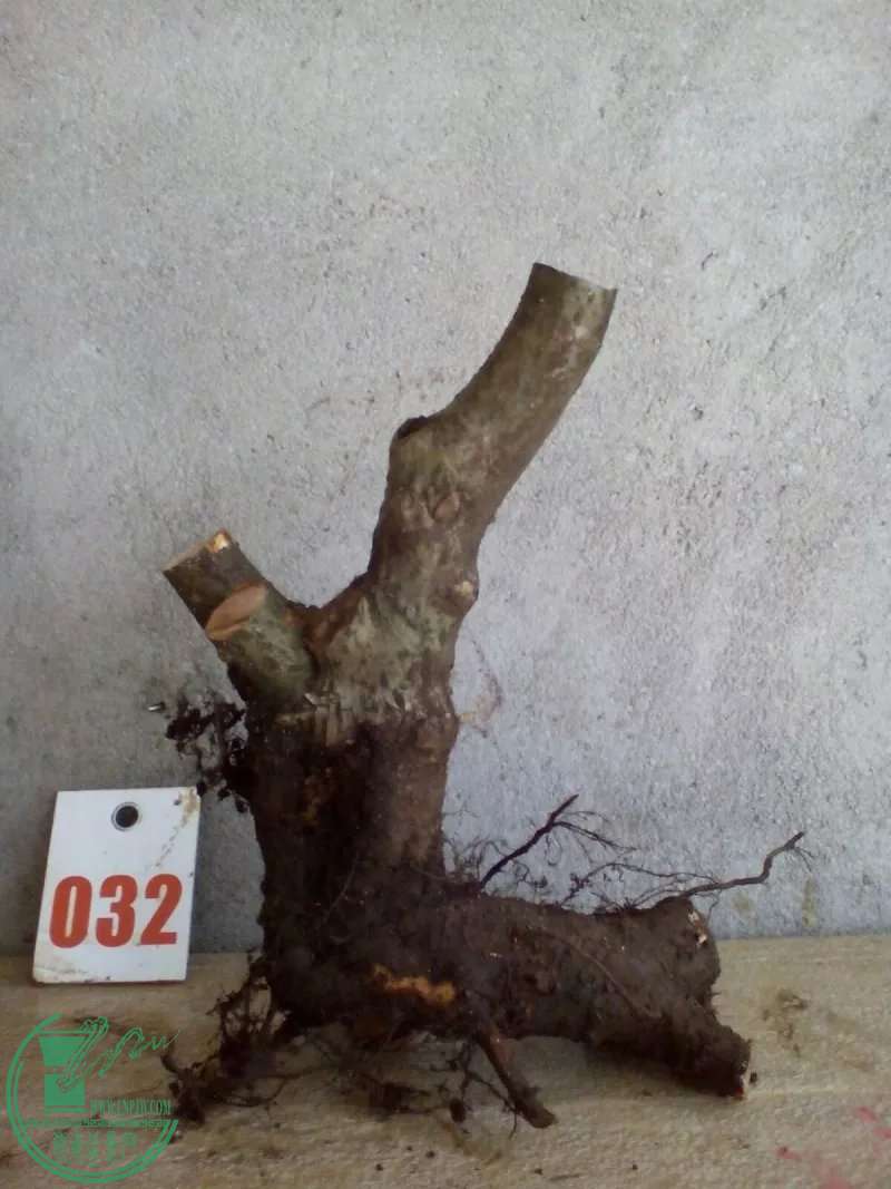 psb (41).jpg