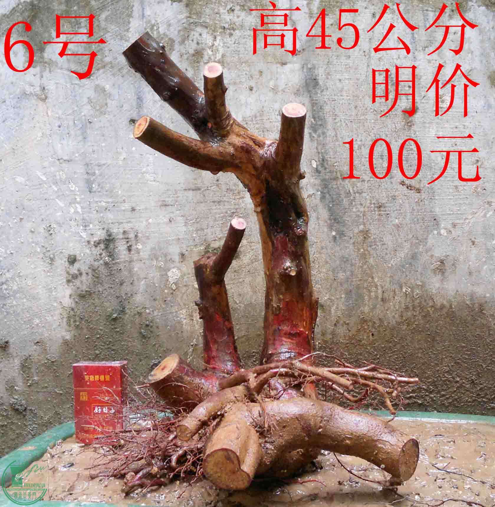 2011012612250.jpg