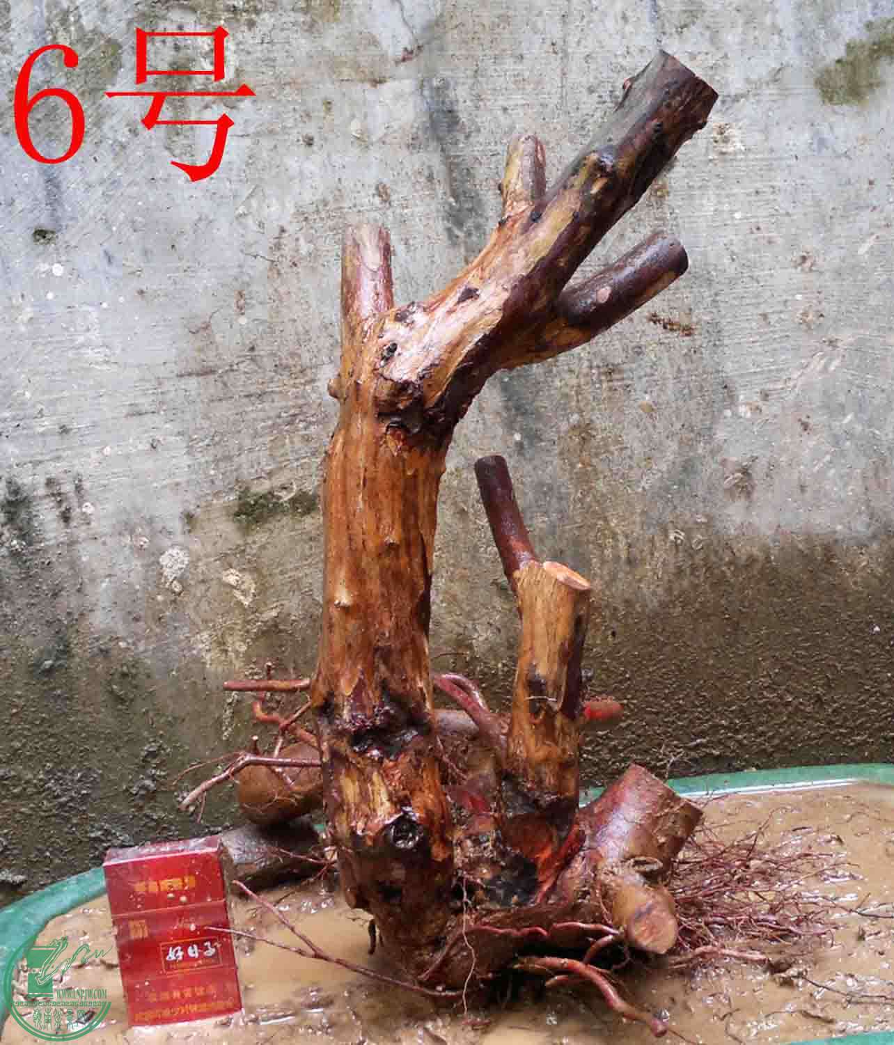 2011012612262.jpg