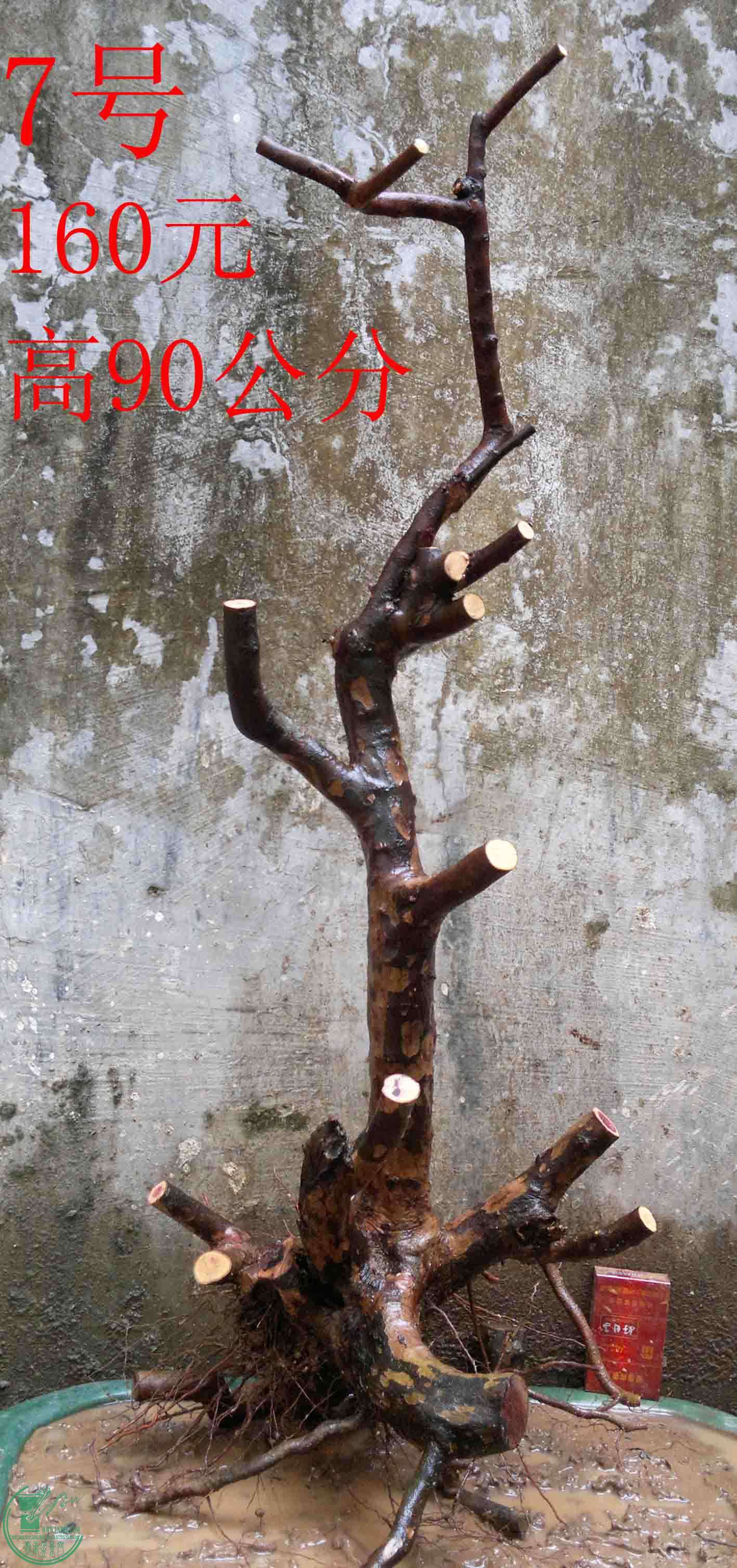 2011012612279.jpg