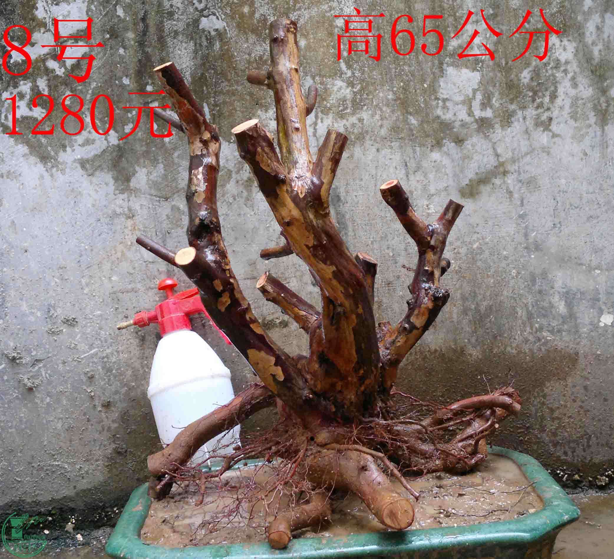 2011012612351.jpg
