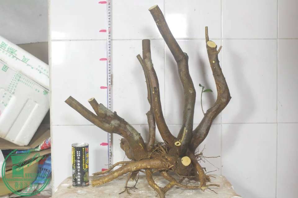 psb (1).jpg