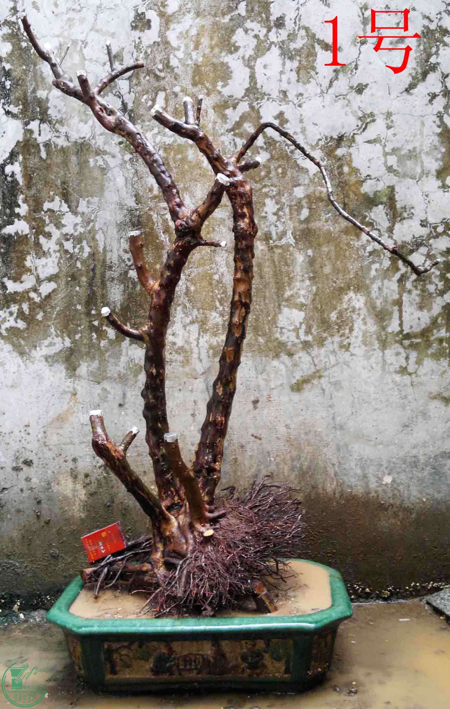 2011012612025.jpg
