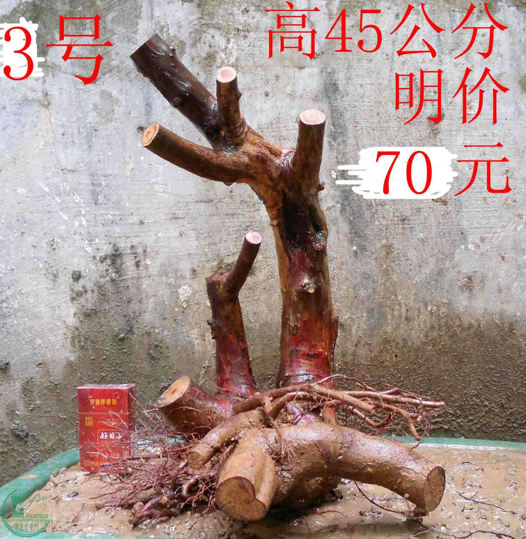 2011012612250.jpg